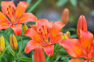 Macro photography, close-up orange Lily. Horizontal photography