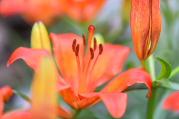 Macro photography, close-up orange Lily. Horizontal photography