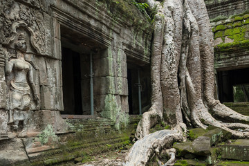 Naklejka premium The famous Strangler fig tree growing on the ruins of Ta Prohm temple, Siem Reap, Cambodia
