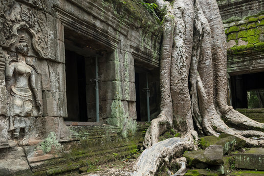 The famous Strangler fig tree growing on the ruins of Ta Prohm temple, Siem Reap, Cambodia