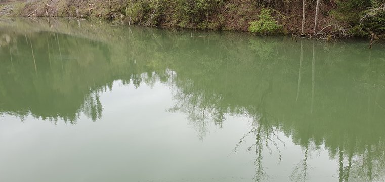 flowers forest water map rock