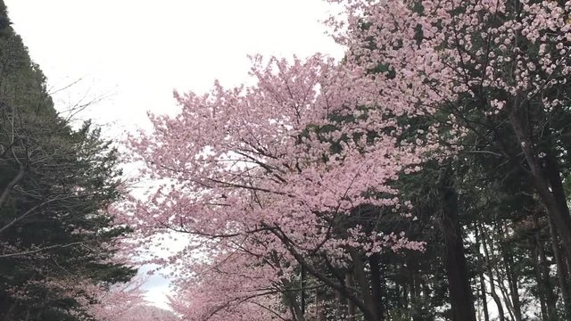 桜並木　北海道の桜　エゾヤマザクラ