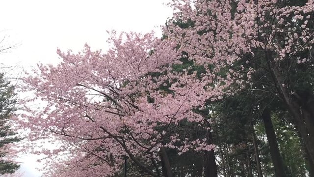 桜並木　北海道の桜　エゾヤマザクラ