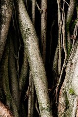 Imagen vertical Tronco de árbol viejo y raíces con sombras oscuras musgo verde miedo miedo sentimientos hojas verdes