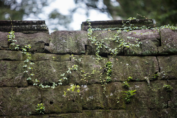 Vegetation growing over the ruins of the beautiful temple of Ta Prohm, Siem Reap, Cambodia