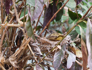 Nest of Streak-eared Bulbul (Pycnonotus blanfordi) bird on tree with natural green background
