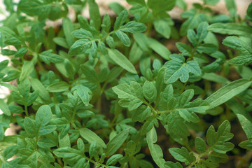 Young tomato sprouts with green leaves. Tomato seedlings on a light background