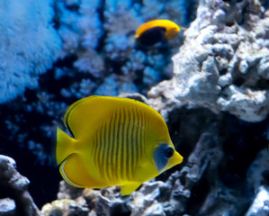 Fototapeta na wymiar Bright yellow tropical fish in coral reef landscape, Red Sea