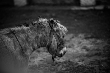 sad donkey black and white photo