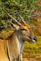 Eland Head Centre vert.