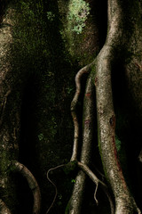 Imagen vertical Tronco de árbol viejo y raíces con sombras oscuras musgo verde miedo miedo sentimientos hojas verdes