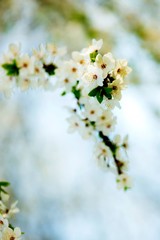 White flowers of an apple-tree