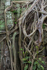 Vegetation growing over the ruins of the beautiful temple of Ta Prohm, Siem Reap, Cambodia