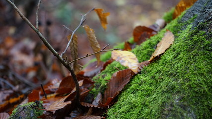 autumn leaves