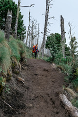 A young girl with a backpack on her back climbs a mountain volcano in Guatemala through a dead forest