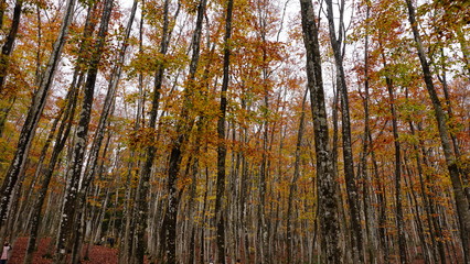 Beautiful beech forest 
