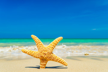 Fototapeta na wymiar Starfish at the beach
