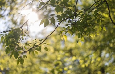 green leaves