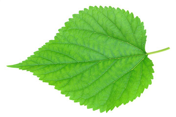 fresh green leaf isolated on white background