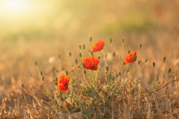 wild poppy in the light of the rising sun
