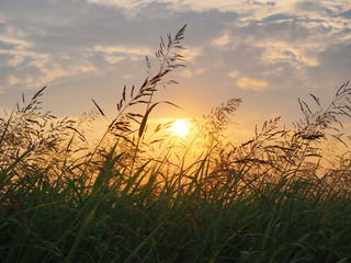 風に揺れる雑草と夕日