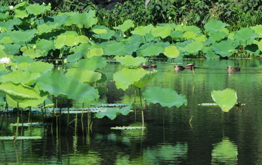 蓮の葉の間を泳ぐ鴨の群れ