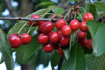 On a tree branch, ripe berries bird-cherry (Prunus avium)
