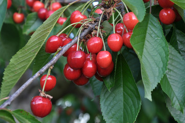 On a tree branch, ripe berries bird-cherry (Prunus avium)