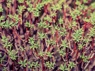 Close up of tiny branches with leaves