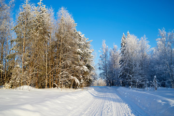 White road in a winter forest with snow covered trees in a sunny day