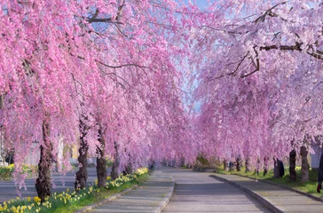 Deurstickers 日中線のしだれ桜（福島県・喜多方市） © ladysoulphoto
