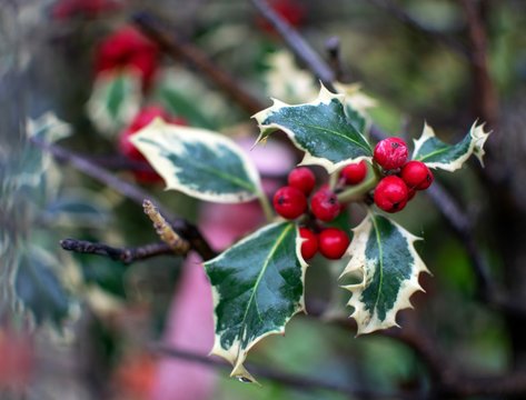Close up of leaves and seeds of a Christmas holly(Ilex aquifolium) plant. 