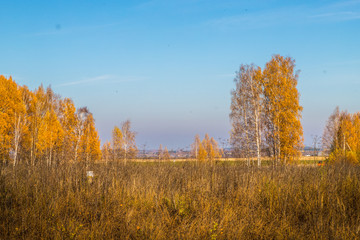 Fototapeta premium Golden field with grass, birch tree in the background and deep blue sky