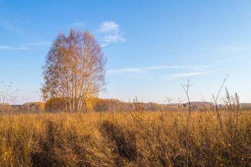 Obraz na płótnie Canvas Golden field with grass, birch tree in the background and deep blue sky