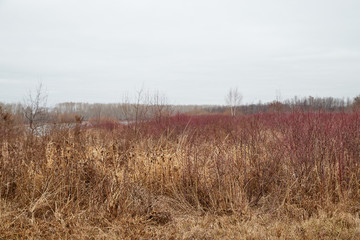 Yellow landscape in autumn cloudy day with yellow grass and trees background