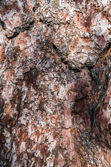 Relief bark of old pine