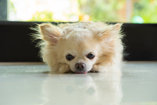 Chihuahua dog lay down