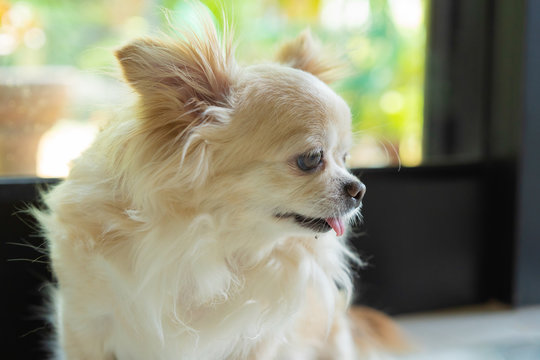 Chihuahua dog portrait