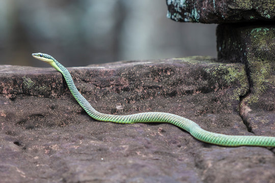 Ahaetulla prasina, also known as the Asian Vine Snake encountered at Bayon temple, Angkor Thom, Siem Reap in Cambodia