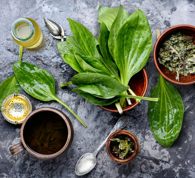 Herbal plantain tea