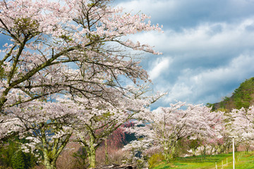 月川温泉の枝垂れ桜とハナモモのコラボレーション