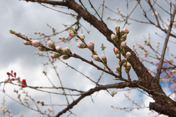 Fototapeta na wymiar 三分咲き　咲き始めの白とピンクの花桃のつぼみ