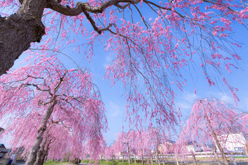 日中線のしだれ桜（福島県・喜多方市）