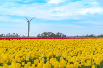 Dutch rural landscape with yellow and red tulips bulb farm field and wind turbine in the background