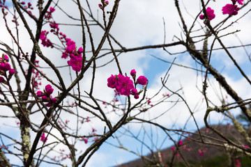 三分咲き　咲き始めのピンクの花桃