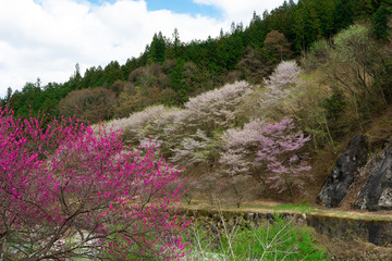 桜と花桃のコラボレーション