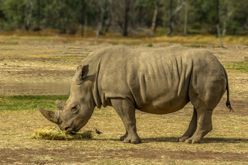 Obraz premium Rhinoceros Side on