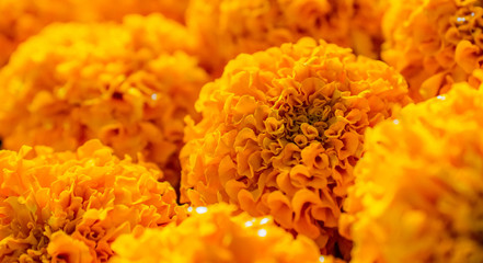 marigold flower 