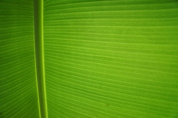 banana leaf closeup