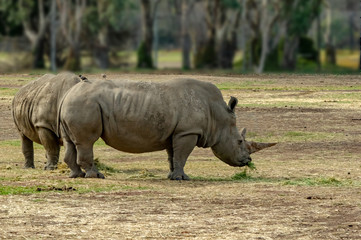 Rhinoceros